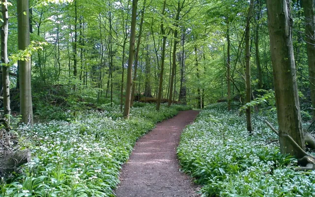 Riis Skov